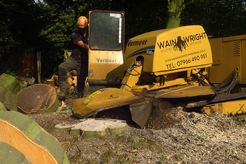 stump-removal-1